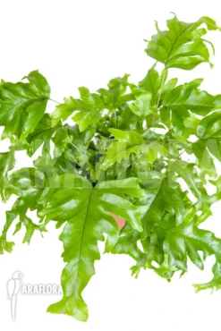 XPhlebosia Nicolas Diamond (Phlebodium X Pyrrosia) -Green Haven Sales Store Xphlebosia Nicolas Diamond Phlebodium x Pyrrosia 5