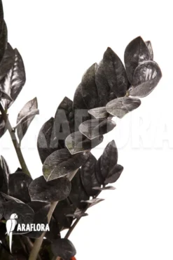 Zamioculcas Zamiifolia 'Raven'