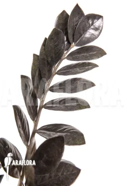 Zamioculcas Zamiifolia 'Raven' -Green Haven Sales Store Zamioculcas zamiifolia Raven 3