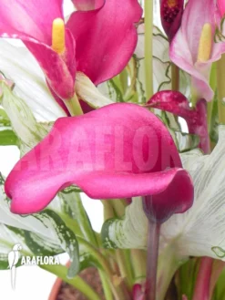 Zantedeschia 'frozen Queen' -Green Haven Sales Store Zantedeschia frozen queen 2