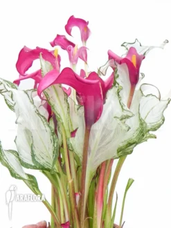 Zantedeschia 'frozen Queen' -Green Haven Sales Store Zantedeschia frozen queen 3