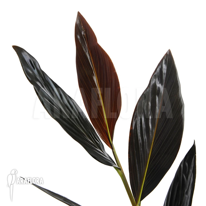 Black Ginger 'zingiber Malaysiana' 1 Black Ginger 'zingiber Malaysiana'