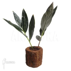 Black Ginger 'zingiber Malaysiana' 6 Black Ginger 'zingiber Malaysiana' -Green Haven Sales Store Zingiber malaysiana 2