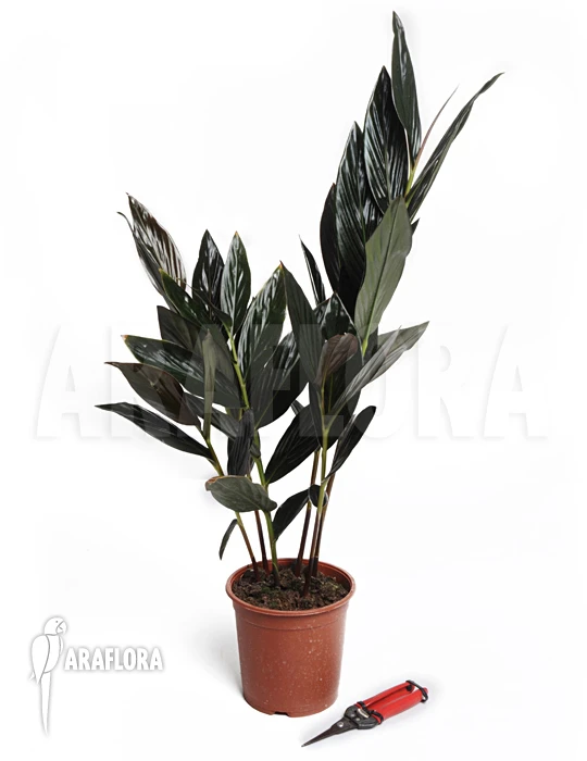 Black Ginger 'zingiber Malaysiana' 2 Black Ginger 'zingiber Malaysiana' - Image 2