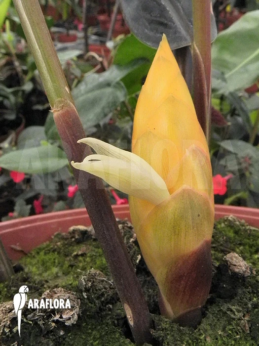 Black Ginger 'zingiber Malaysiana' 4 Black Ginger 'zingiber Malaysiana' - Image 4