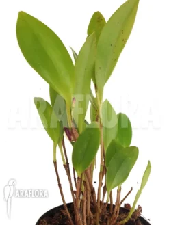 Orchid 'Zootrophion Pulchra' -Green Haven Sales Store Zootrophion pulchra 2