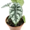 Alocasia Sinuata