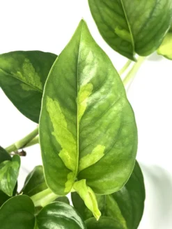 Epipremnum Aureum 'Global Green'
