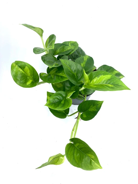 Epipremnum Aureum 'Global Green' 3 Epipremnum Aureum 'Global Green' - Image 3