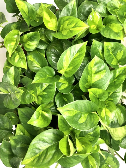 Epipremnum Aureum 'Global Green' 2 Epipremnum Aureum 'Global Green' - Image 2