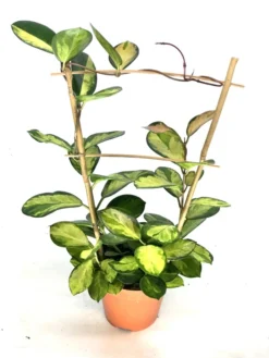 Hoya Australis 'Lisa' 'M'