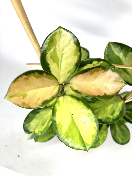 Hoya Australis 'Lisa' 'M' 2 Hoya Australis 'Lisa' 'M' - Image 2