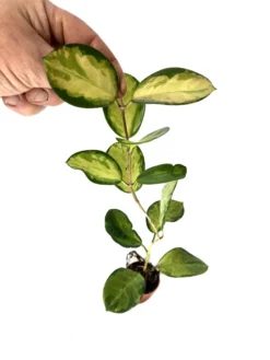 Hoya Australis 'Lisa' 'S'