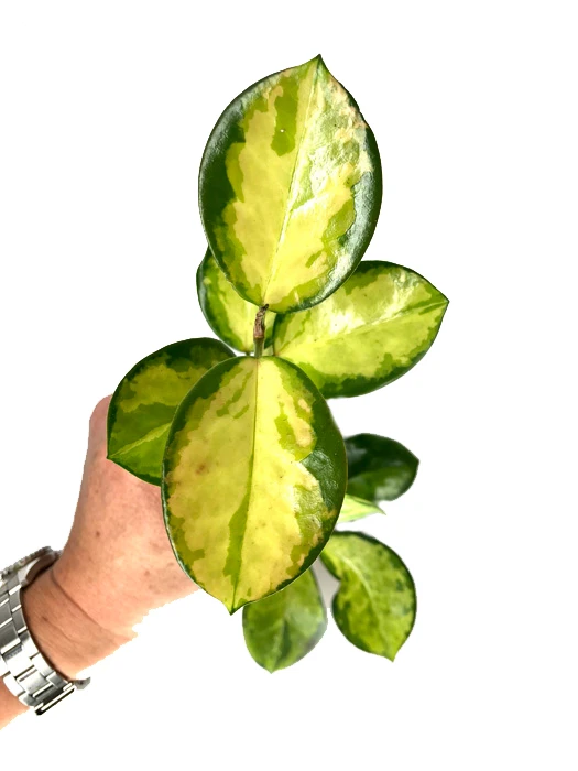 Hoya Australis 'Lisa' 'S' 2 Hoya Australis 'Lisa' 'S' - Image 2