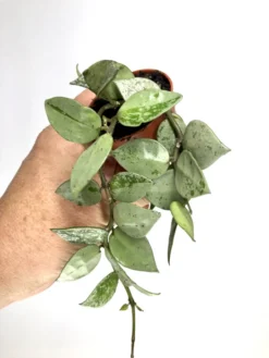 Hoya Krohniana 'Eskimo' 'S'