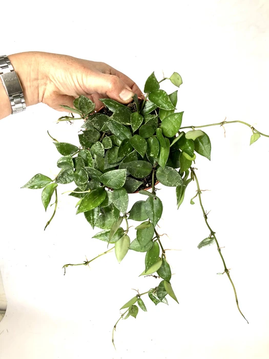 Hoya Krohniana 'Green' 'M' 1 Hoya Krohniana 'Green' 'M'