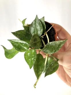 Hoya Krohniana 'Green' 'S'