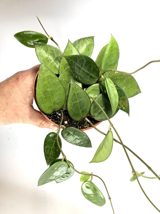 Hoya Parasitica 'Black Edge' 'M' 1 Hoya Parasitica 'Black Edge' 'M'