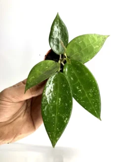 Hoya Parasitica 'Black Edge' 'S'
