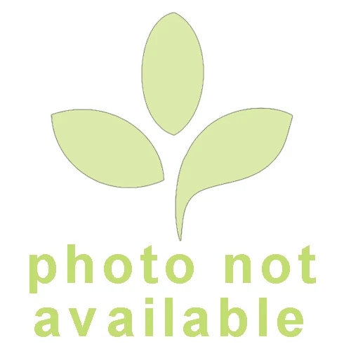 Cissus Amazonica-'XL' 1 Cissus Amazonica-'XL'