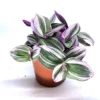 Tradescantia Albiflora 'Nanouk' 'M'