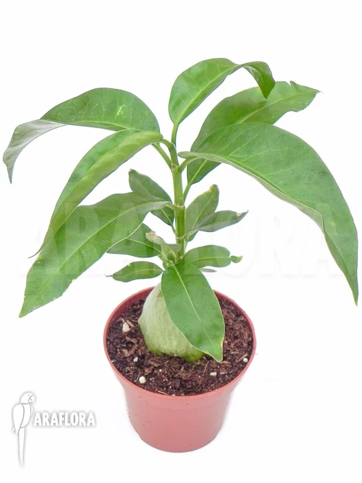 Green Haven Sales Store -Green Haven Sales Store Hydnophytum simplex 2